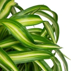 Chlorophytum Bonnie - Curly Spider Plant 24 Chlorophytum Bonnie - Curly Spider Plant -Plant Promotion Store Chlorophytum Bonnie Curly Spider Plant 12x25cm close up