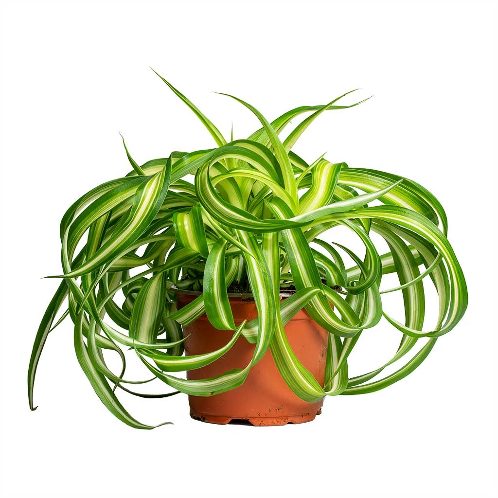 Chlorophytum Bonnie - Curly Spider Plant 11 Chlorophytum Bonnie - Curly Spider Plant - Image 9