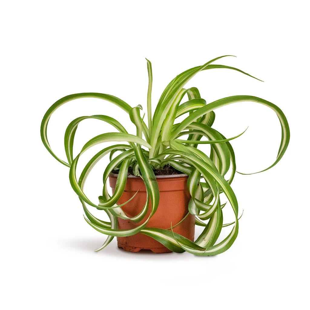 Chlorophytum Bonnie - Curly Spider Plant 6 Chlorophytum Bonnie - Curly Spider Plant - Image 4