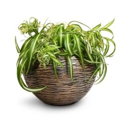 Chlorophytum Bonnie - Curly Spider Plant 27 Chlorophytum Bonnie - Curly Spider Plant -Plant Promotion Store Chlorophytum Bonnie Curly Spider Plant 20x50cm Luxe Lite Wrinkle Globe Planter Bronze 33x24cm de60ac13 a610 4356 99ba 5cdb2f9f7222