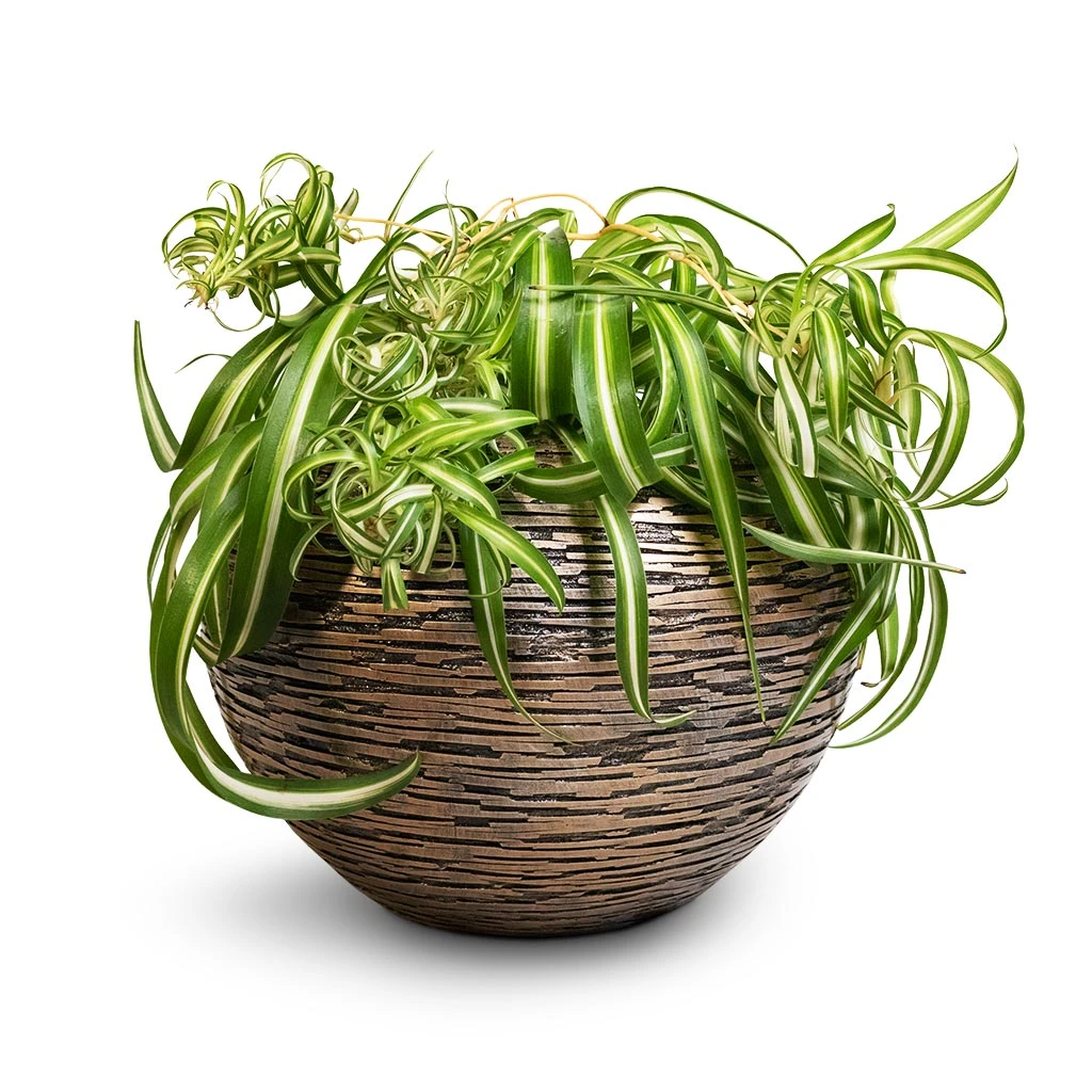 Chlorophytum Bonnie - Curly Spider Plant 10 Chlorophytum Bonnie - Curly Spider Plant - Image 8