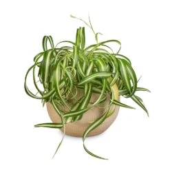 Ryan Plant Pot - Sand Gold -Plant Promotion Store Chlorophytum Bonnie Curly Spider Plant 20x50cm Ryan Plant Pot Sand Gold 26x26cm