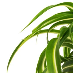 Chlorophytum Bonnie - Curly Spider Plant 29 Chlorophytum Bonnie - Curly Spider Plant -Plant Promotion Store Chlorophytum Bonnie Curly Spider Plant DETAIL 2