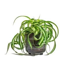 Chlorophytum Bonnie - Curly Spider Plant 31 Chlorophytum Bonnie - Curly Spider Plant -Plant Promotion Store Chlorophytum Bonnie Curly Spider Plant Denise Plant Pot Blue Bronze