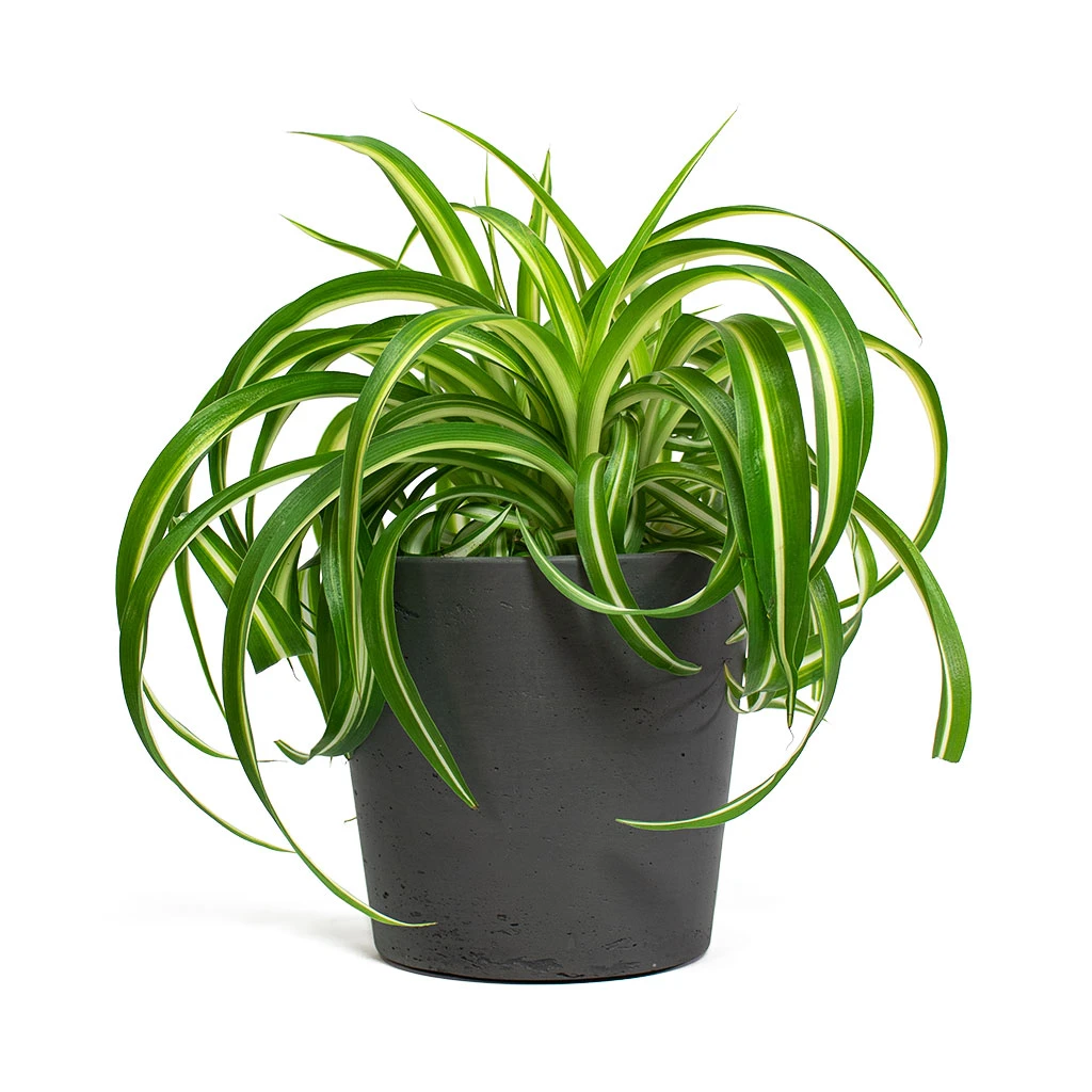 Chlorophytum Bonnie - Curly Spider Plant 15 Chlorophytum Bonnie - Curly Spider Plant - Image 13