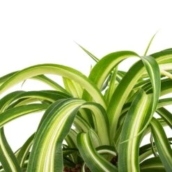 Chlorophytum Bonnie - Curly Spider Plant 30 Chlorophytum Bonnie - Curly Spider Plant -Plant Promotion Store Chlorophytum Bonnie Curly Spider Plant SWATCH 330a72e9 cff4 4436 93a2 50f10d1b4e97