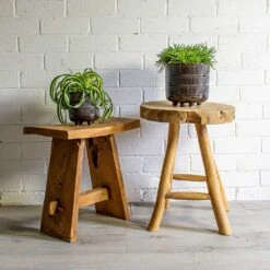 Senecio Himalaya - Himalaya Groundsel 20 Senecio Himalaya - Himalaya Groundsel -Plant Promotion Store Chlorophytum Bonnie Curly Spider Plant Senecio Himalaya Himalaya Groundsel Denise Plant Pot Blue Bronze deff1630 c6f8 4ee2 baf3 32fc8f3696f7