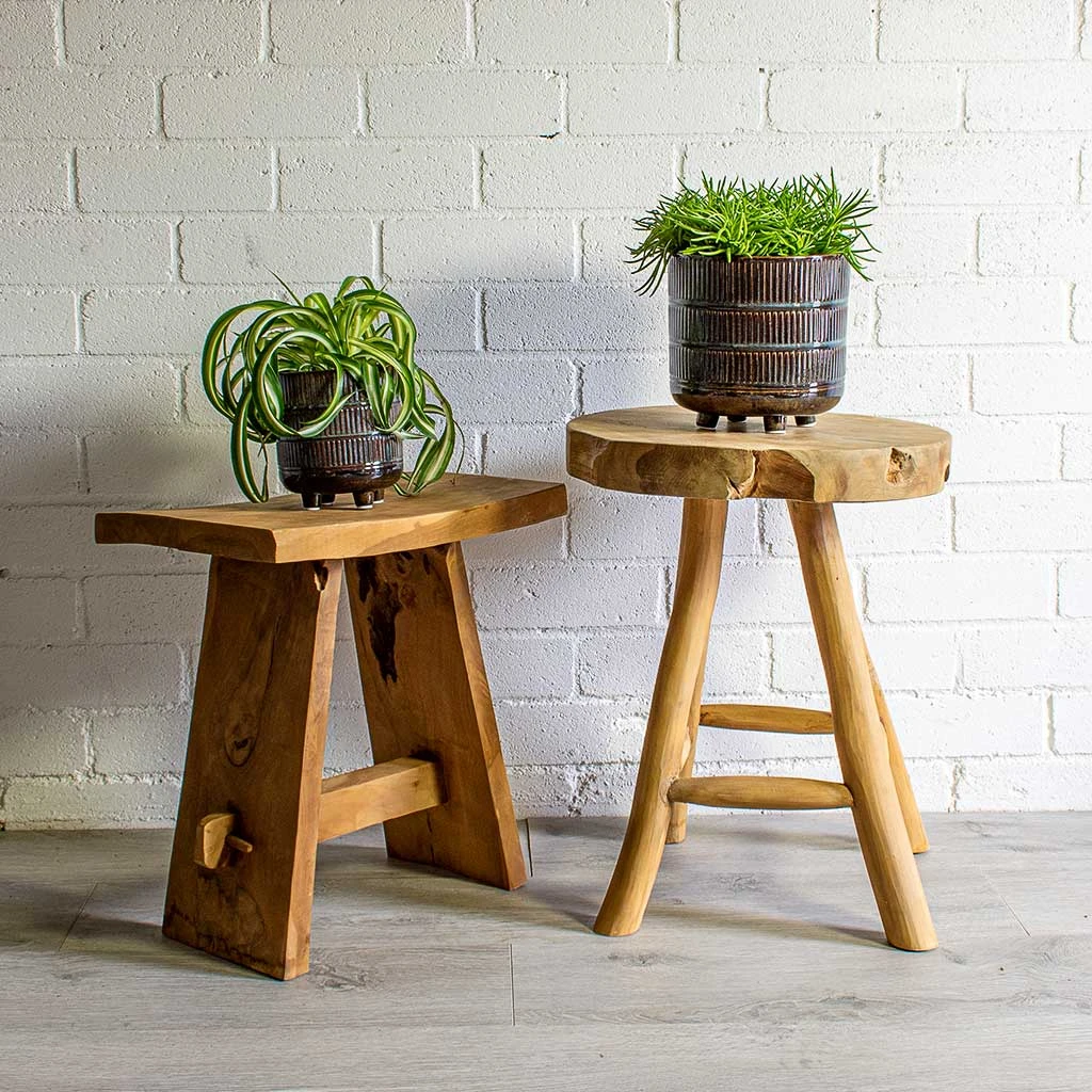 Senecio Himalaya - Himalaya Groundsel 11 Senecio Himalaya - Himalaya Groundsel - Image 9