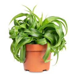 Chlorophytum Green Bonnie - Curly Spider Plant