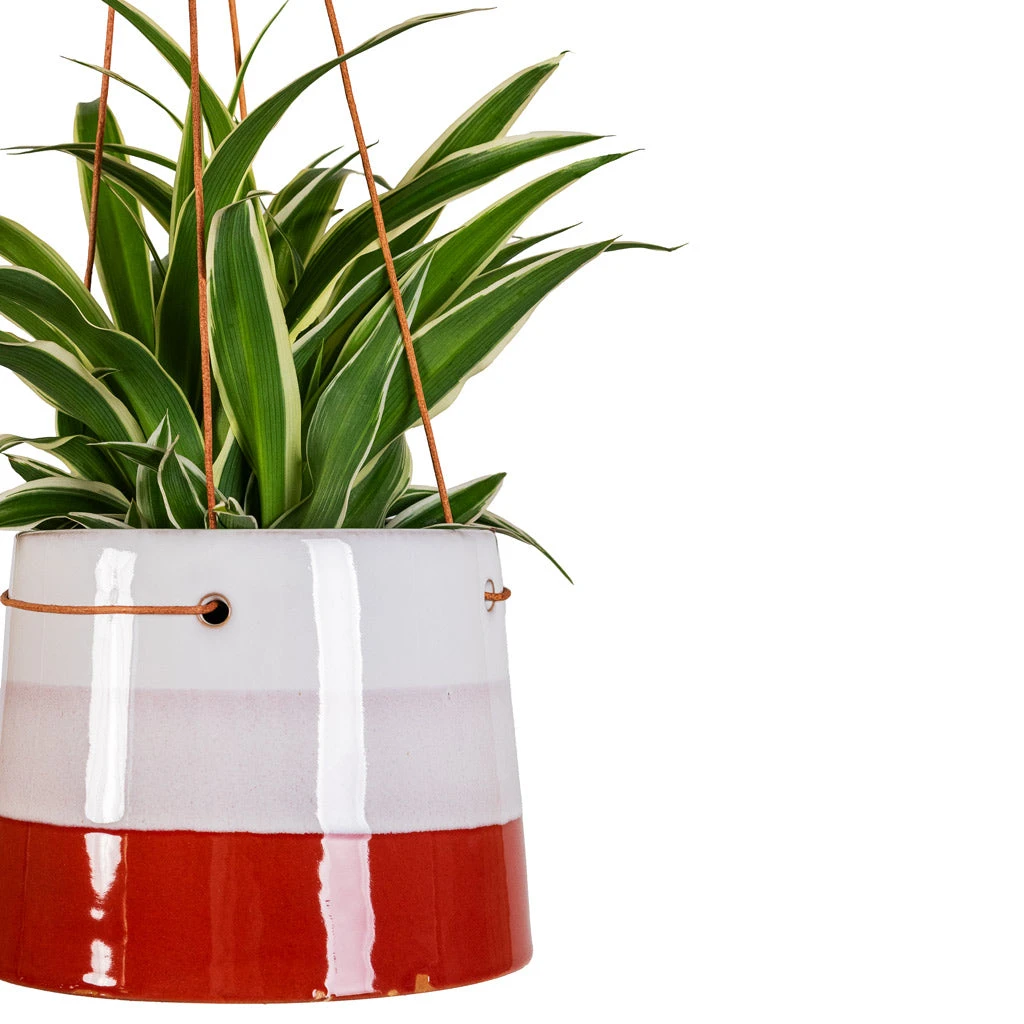 Striped Hanging Plant Pot - Terracotta Blush 6 Striped Hanging Plant Pot - Terracotta Blush - Image 4