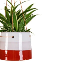 Chlorophytum Ocean - Spider Plant 25 Chlorophytum Ocean - Spider Plant -Plant Promotion Store Chlorophytum Ocean 11x15cm Striped Hanging Pot Terracotta Blush 16x12cm 2