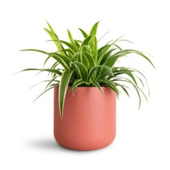 Lisbon Plant Pot - Blush Rose -Plant Promotion Store Chlorophytum Ocean 12x20cm Lisbon Pot Blush Rose 13.5x13.5cm