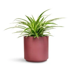 Chlorophytum Ocean - Spider Plant 27 Chlorophytum Ocean - Spider Plant -Plant Promotion Store Chlorophytum Ocean 12x20cm Prague Pot Rose 16x16cm