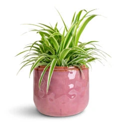 Mabel Plant Pot - Cherry -Plant Promotion Store Chlorophytum Ocean 15x25cm Mabel Pot Cherry 21x17cm