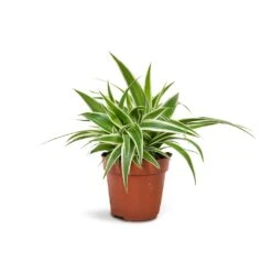 Chlorophytum Ocean - Spider Plant 23 Chlorophytum Ocean - Spider Plant -Plant Promotion Store Chlorophytum Ocean Spider Plant 12x20cm