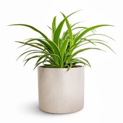 Chlorophytum Ocean - Spider Plant 24 Chlorophytum Ocean - Spider Plant -Plant Promotion Store Chlorophytum Ocean Spider Plant 12x20cm Lazzaro Plant Pot Linen Effect 15x13cm