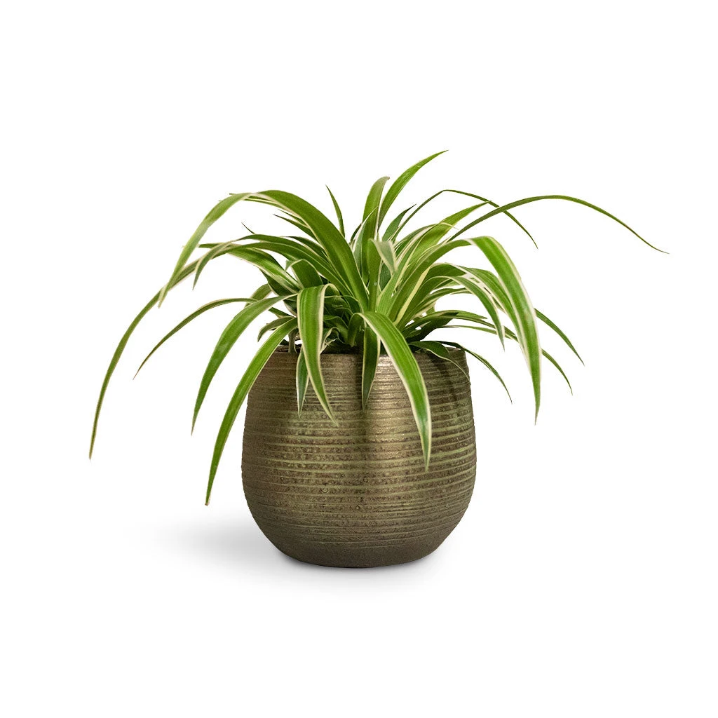 Chlorophytum Ocean - Spider Plant 14 Chlorophytum Ocean - Spider Plant - Image 12