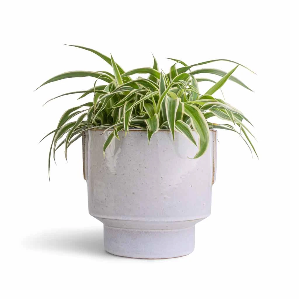 Chlorophytum Ocean - Spider Plant 16 Chlorophytum Ocean - Spider Plant - Image 14