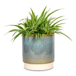 Copenhagen Plant Pot - Aqua 22 Copenhagen Plant Pot - Aqua -Plant Promotion Store Chlorophytum Ocean Spider Plant 15x25cm Copenhagen Plant Pot Aqua 18.5x19.5cm 1