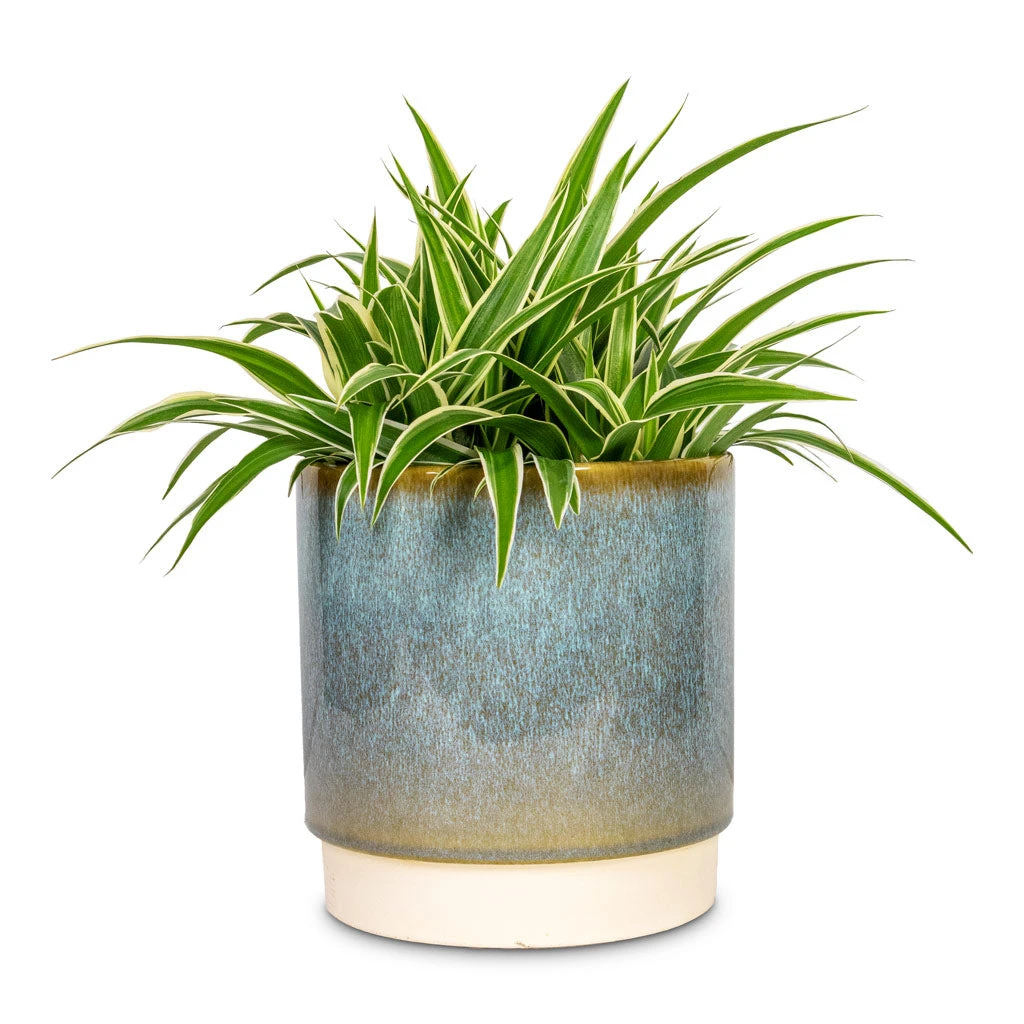 Chlorophytum Ocean - Spider Plant 11 Chlorophytum Ocean - Spider Plant - Image 9