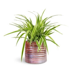 Didi Plant Pot - Pearl Pink -Plant Promotion Store Chlorophytum Ocean Spider Plant 15x25cm Didi Plant Pot Pearl Pink 19x16cm 1