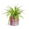 Chlorophytum Ocean - Spider Plant -Plant Promotion Store Chlorophytum Ocean Spider Plant 15x25cm Didi Plant Pot Pearl Pink 19x16cm
