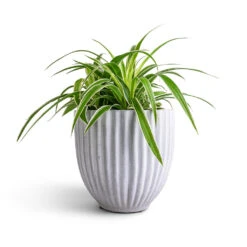 Chlorophytum Ocean - Spider Plant 33 Chlorophytum Ocean - Spider Plant -Plant Promotion Store Chlorophytum Ocean Spider Plant 15x25cm Lagos Plant Pot Cement 20x20cm