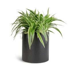 Chlorophytum Ocean - Spider Plant 31 Chlorophytum Ocean - Spider Plant -Plant Promotion Store Chlorophytum Ocean Spider Plant 15x25cm Puk Natural Planter Matt Black 20x20cm 1 5ac46bf5 141b 4b3a a773 93344157b9d4