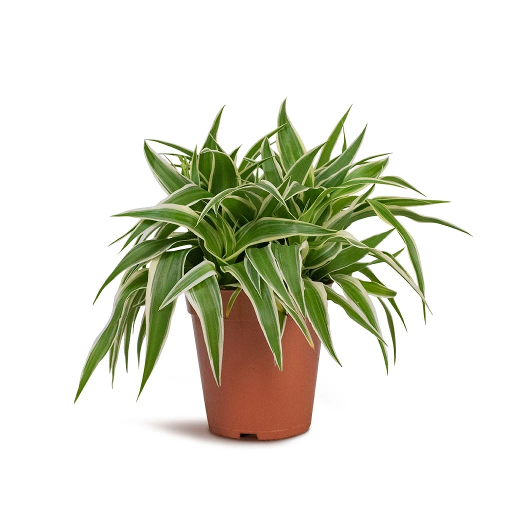 Chlorophytum Ocean - Spider Plant 10 Chlorophytum Ocean - Spider Plant - Image 8