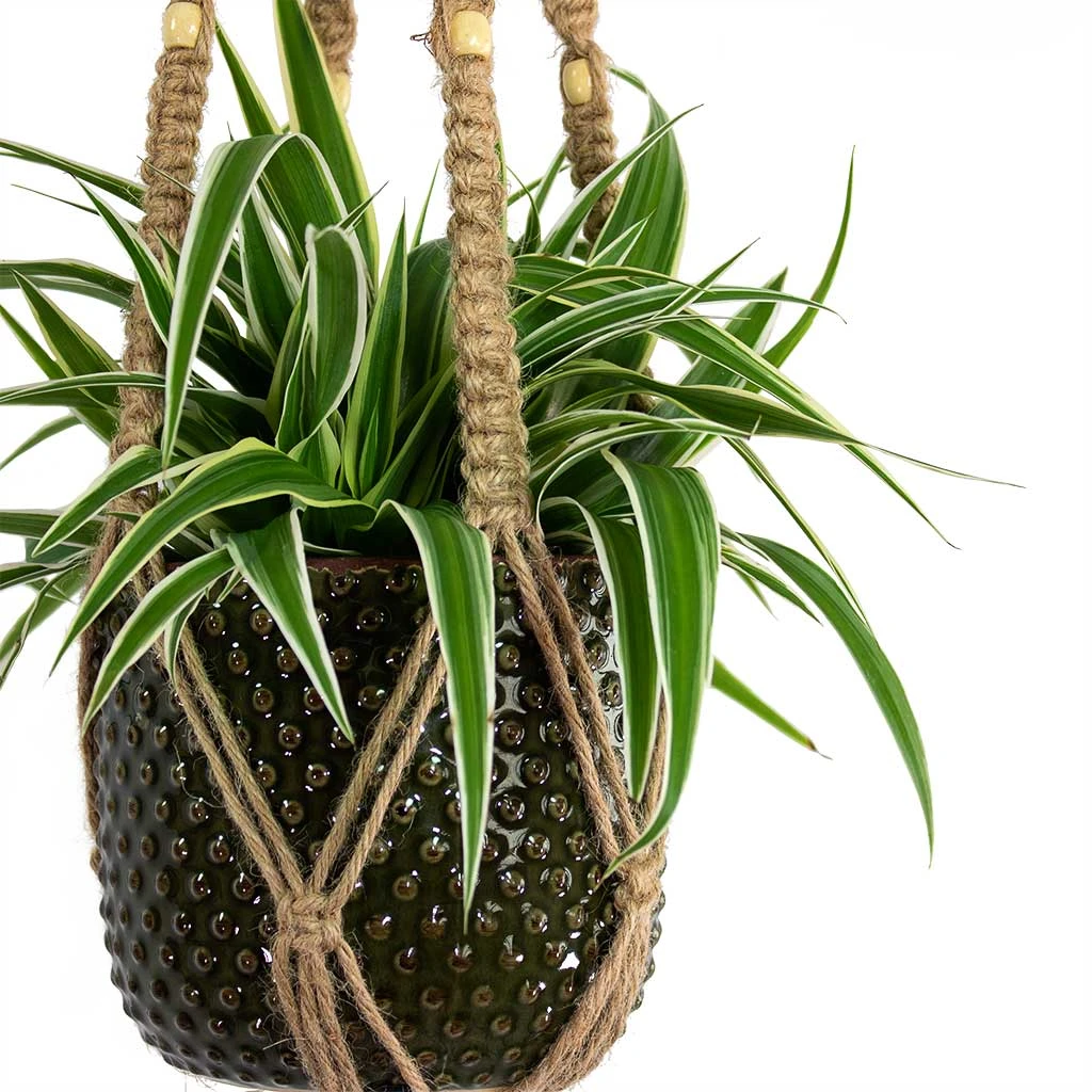 Plant Pot Macrame Hanger - Natural With Beads 3 Plant Pot Macrame Hanger - Natural With Beads - Image 2