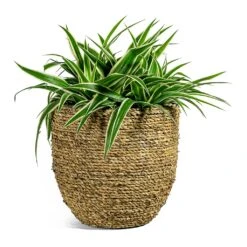 Chlorophytum Ocean - Spider Plant 37 Chlorophytum Ocean - Spider Plant -Plant Promotion Store Chlorophytum Ocean Spider Plant Cody Plant Pot Straw Grass