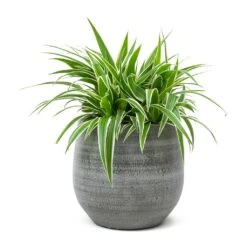 Chlorophytum Ocean - Spider Plant 36 Chlorophytum Ocean - Spider Plant -Plant Promotion Store Chlorophytum Ocean Spider Plant Esra Plant Pot Mystic Grey