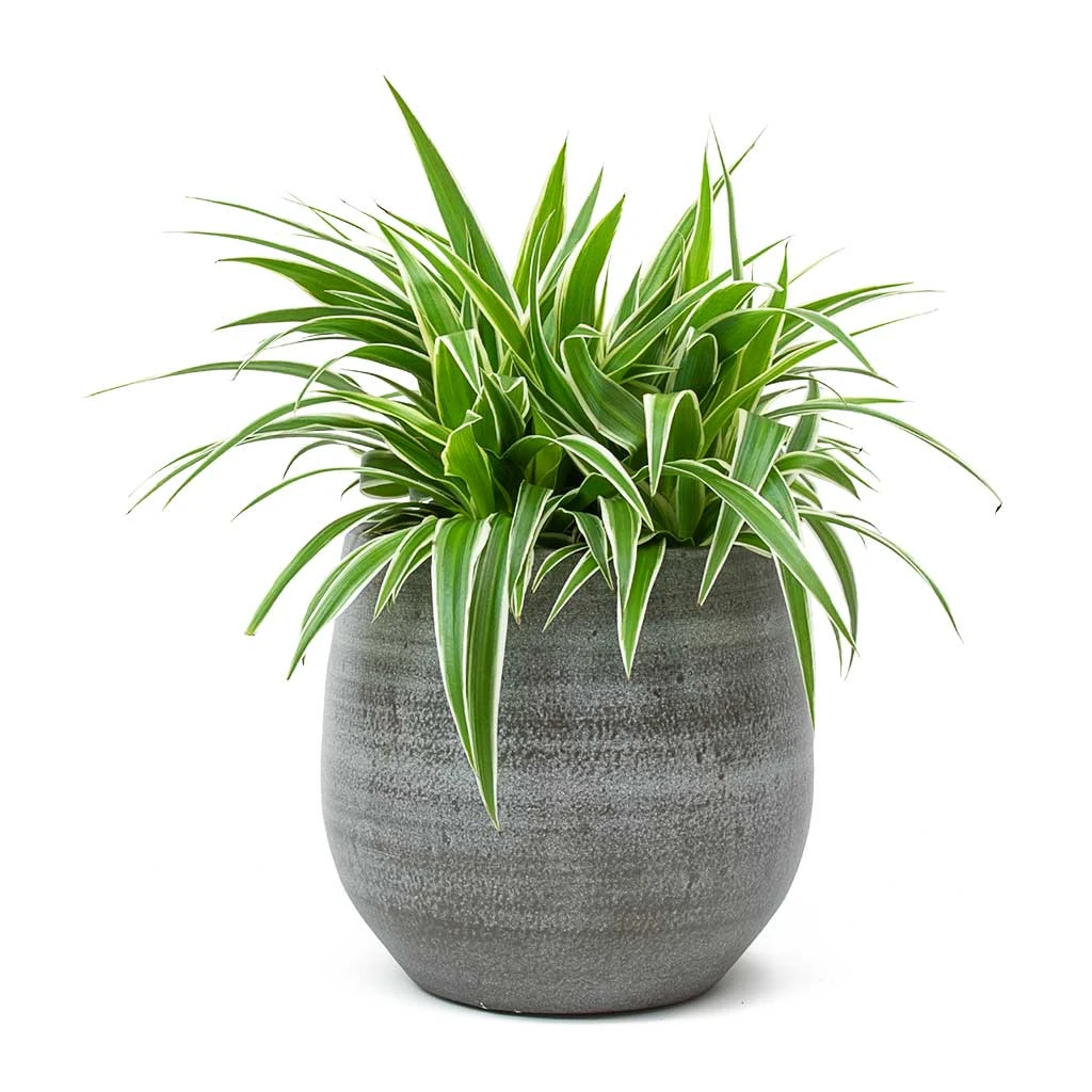 Chlorophytum Ocean - Spider Plant 18 Chlorophytum Ocean - Spider Plant - Image 16