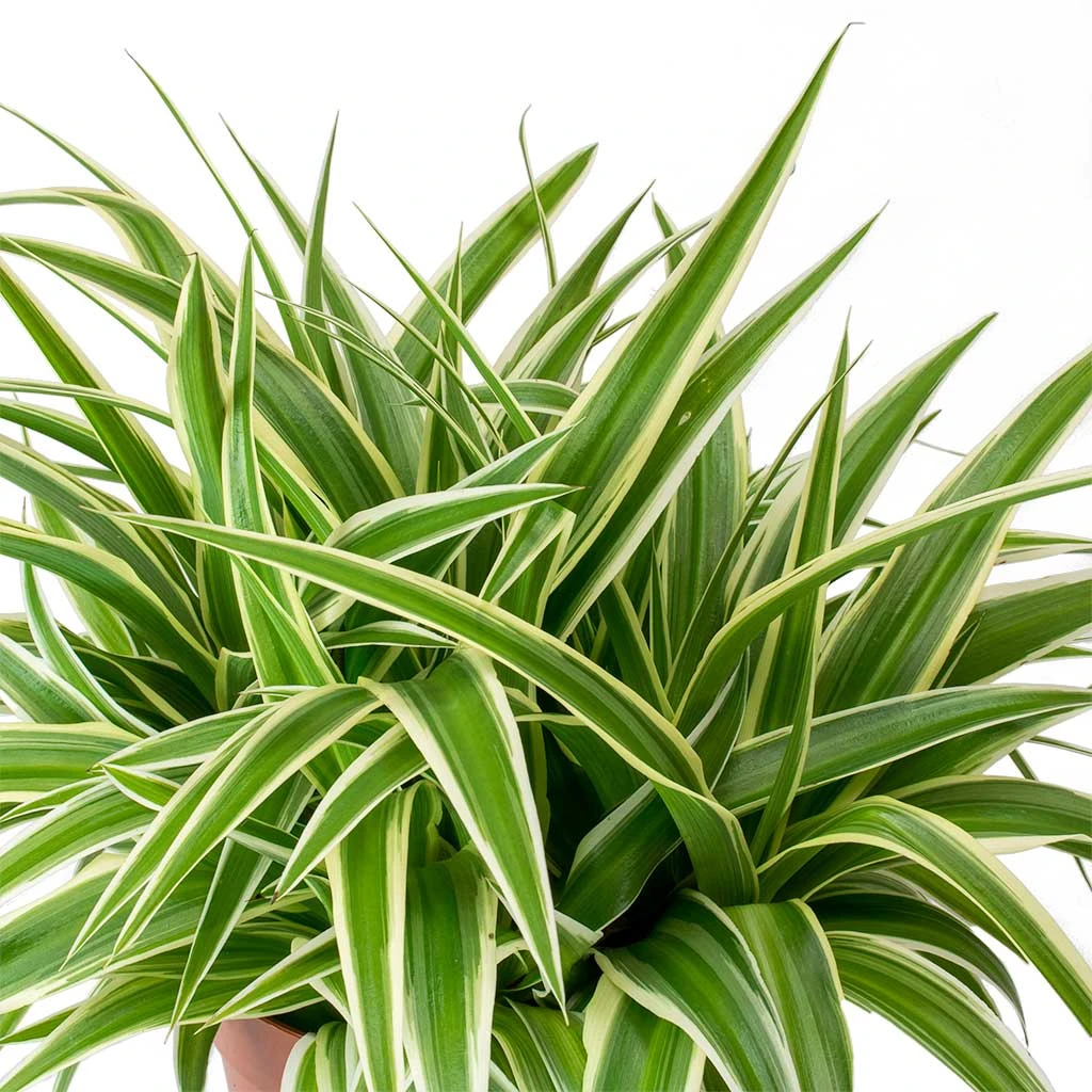 Chlorophytum Ocean - Spider Plant 4 Chlorophytum Ocean - Spider Plant - Image 2