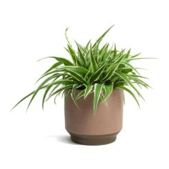 Chlorophytum Ocean - Spider Plant 35 Chlorophytum Ocean - Spider Plant -Plant Promotion Store Chlorophytum Ocean Spider Plant Suze Plant Pot Pink 0dfe8f94 3f4e 414c abe0 757ae1a43331