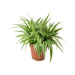 Chlorophytum Ocean - Spider Plant 30 Chlorophytum Ocean - Spider Plant -Plant Promotion Store Chlorophytum Ocean Spider Plant ad5b87b5 b3ad 4a3d 8d8b 6991cea73bff
