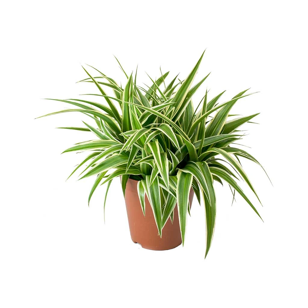 Chlorophytum Ocean - Spider Plant 12 Chlorophytum Ocean - Spider Plant - Image 10