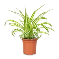 Chlorophytum Vittatum - Spider Plant 19 Chlorophytum Vittatum - Spider Plant -Plant Promotion Store Chlorophytum Variegatum 10.5x30cm