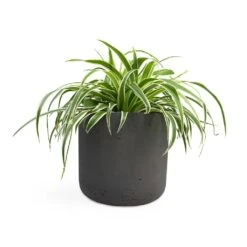 Chlorophytum Variegatum - Spider Plant -Plant Promotion Store Chlorophytum Variegatum Spider Plant 19x60cm Charlie Plant Pot Black Washed 25x24cm 2