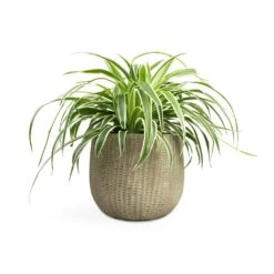Chlorophytum Variegatum - Spider Plant -Plant Promotion Store Chlorophytum Variegatum Spider Plant 19x60cm Feico Plant Pot Mint Grey 25x21cm