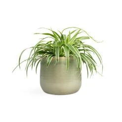 Chlorophytum Variegatum - Spider Plant -Plant Promotion Store Chlorophytum Variegatum Spider Plant 19x60cm Iris Plant Pot Mint 26x21cm