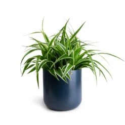 Chlorophytum Variegatum - Spider Plant -Plant Promotion Store Chlorophytum Variegatum Spider Plant 19x60cm Lisbon Plant Pot Navy 21x21cm