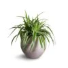Chlorophytum Variegatum - Spider Plant 2 Chlorophytum Variegatum - Spider Plant -Plant Promotion Store Chlorophytum Variegatum Spider Plant 19x60cm Mini Orb Kevan Plant Pot Grey Washed 25x21cm