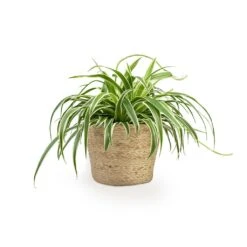 Selin Plant Basket - Jute 19 Selin Plant Basket - Jute -Plant Promotion Store Chlorophytum Variegatum Spider Plant 19x60cm Selin Plant Basket Jute 22x19cm c2833319 6f11 4327 8d95 c6f5d72e3568