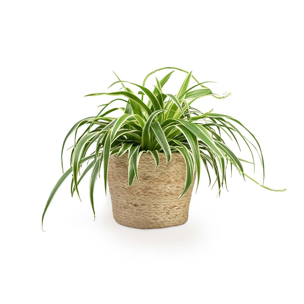 Selin Plant Basket - Jute 10 Selin Plant Basket - Jute - Image 8
