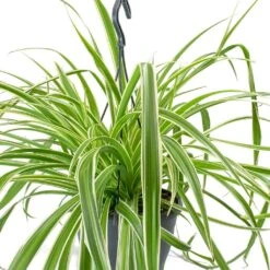Chlorophytum Variegatum - Spider Plant -Plant Promotion Store Chlorophytum Variegatum Spider Plant Leaves