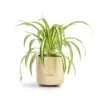 Chlorophytum Vittatum - Spider Plant 2 Chlorophytum Vittatum - Spider Plant -Plant Promotion Store Chlorophytum Vittatum Spider Plant 12x35cm Bilbao Plant Pot Pale Jade 14x14cm