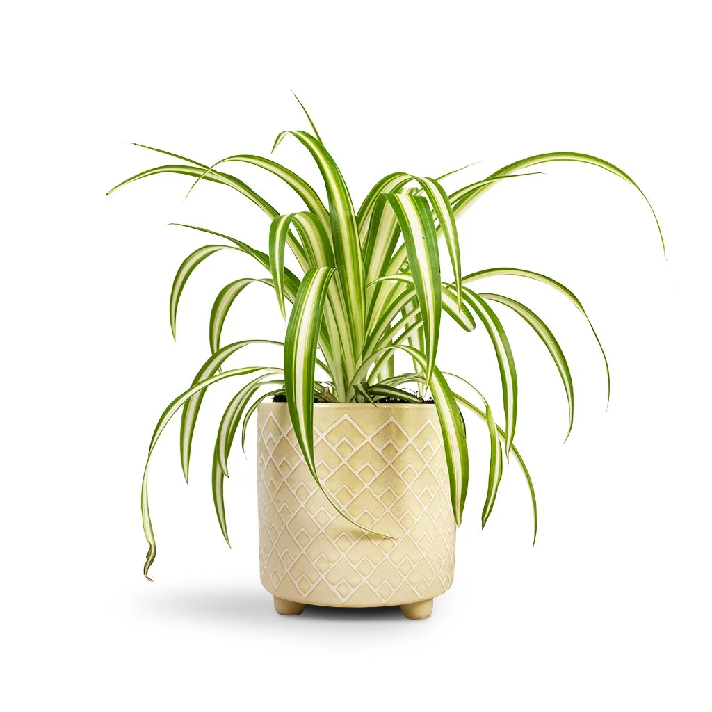 Chlorophytum Vittatum - Spider Plant 3 Chlorophytum Vittatum - Spider Plant