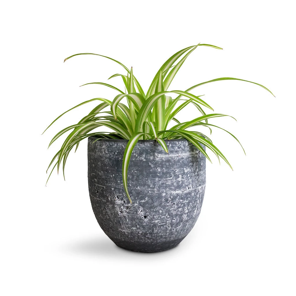 Cas Plant Pot - Anthracite 15 Cas Plant Pot - Anthracite - Image 13