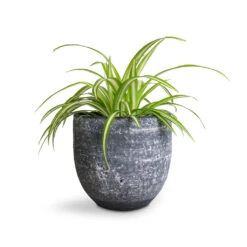 Chlorophytum Vittatum - Spider Plant 15 Chlorophytum Vittatum - Spider Plant -Plant Promotion Store Chlorophytum Vittatum Spider Plant 12x35cm Cas Plant Pot Anthracite 15x13cm f6d5a86b 78df 49d7 8422 877c8d2d7990